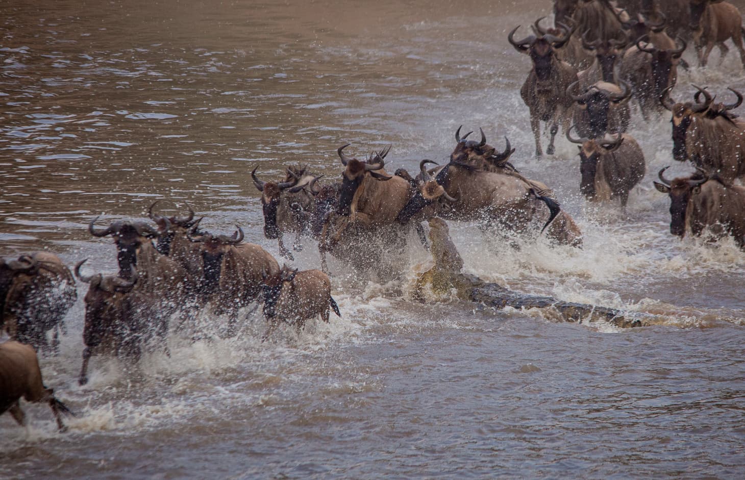 When to See the Great Migration: A Month-by-Month Guide