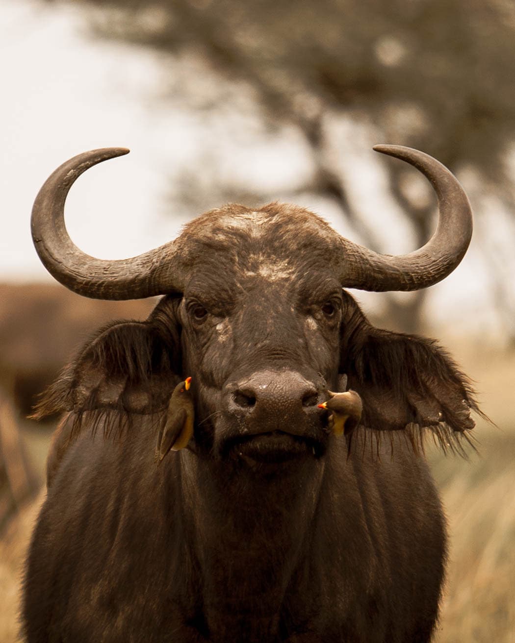 8-Day: Tanzania Wildlife Adventure: From Tarangire to the Serengeti