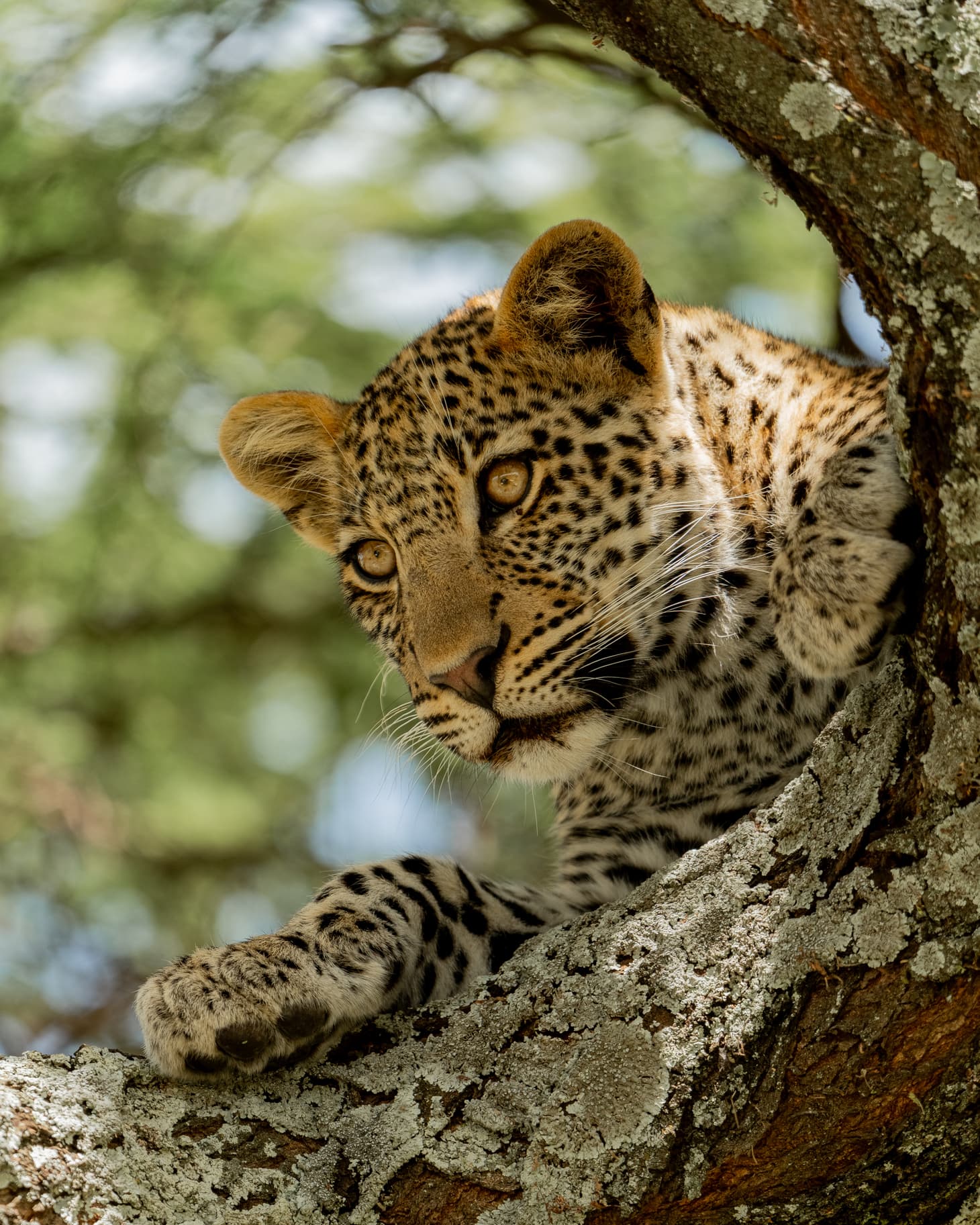 5-Day :Tanzania Wildlife Adventure Small Group Safari