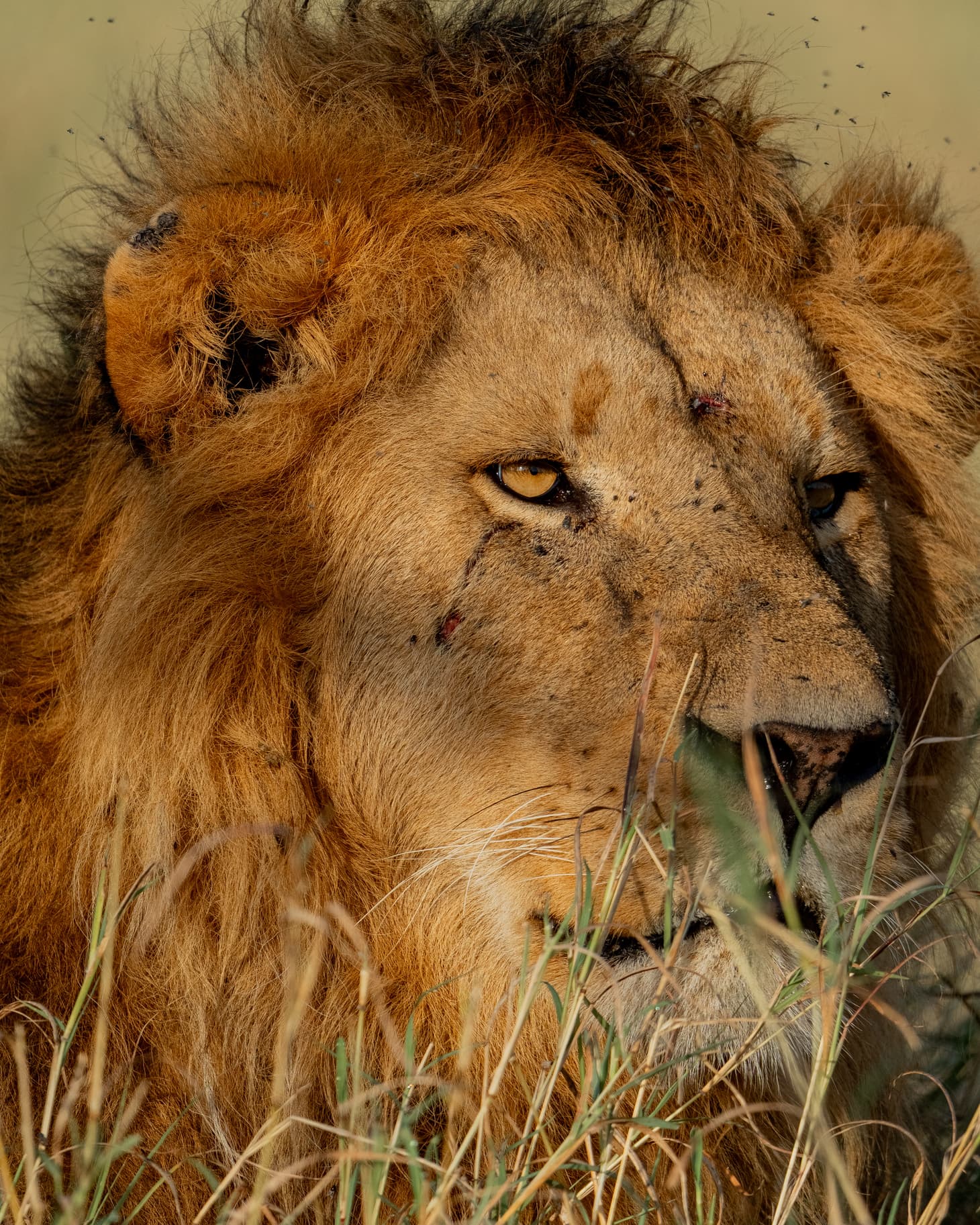10-Day: Big Five and  Great Migration Safari 