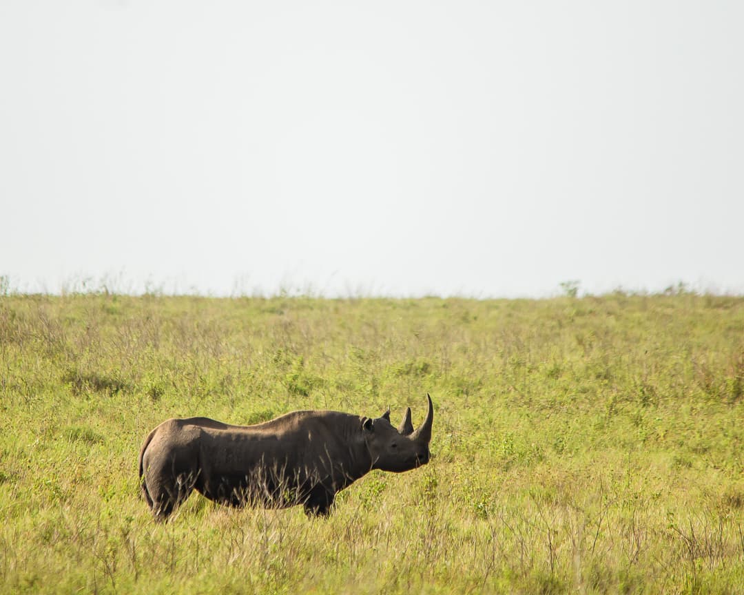 7-Day :Tanzania Comfort Safari From Tarangire to Serengeti