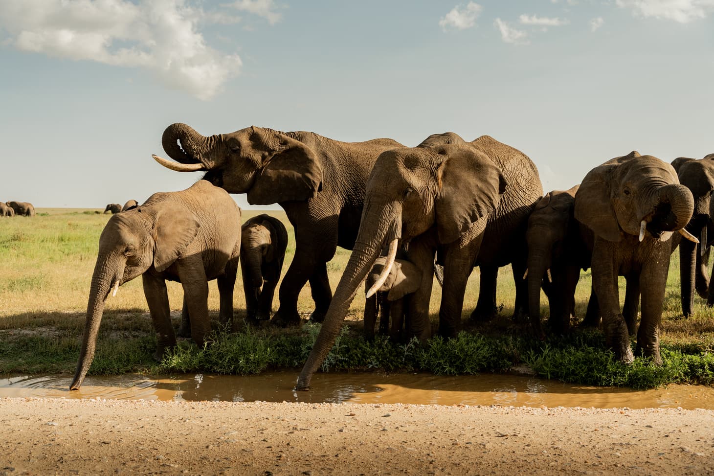 Where the Wild Comes Alive