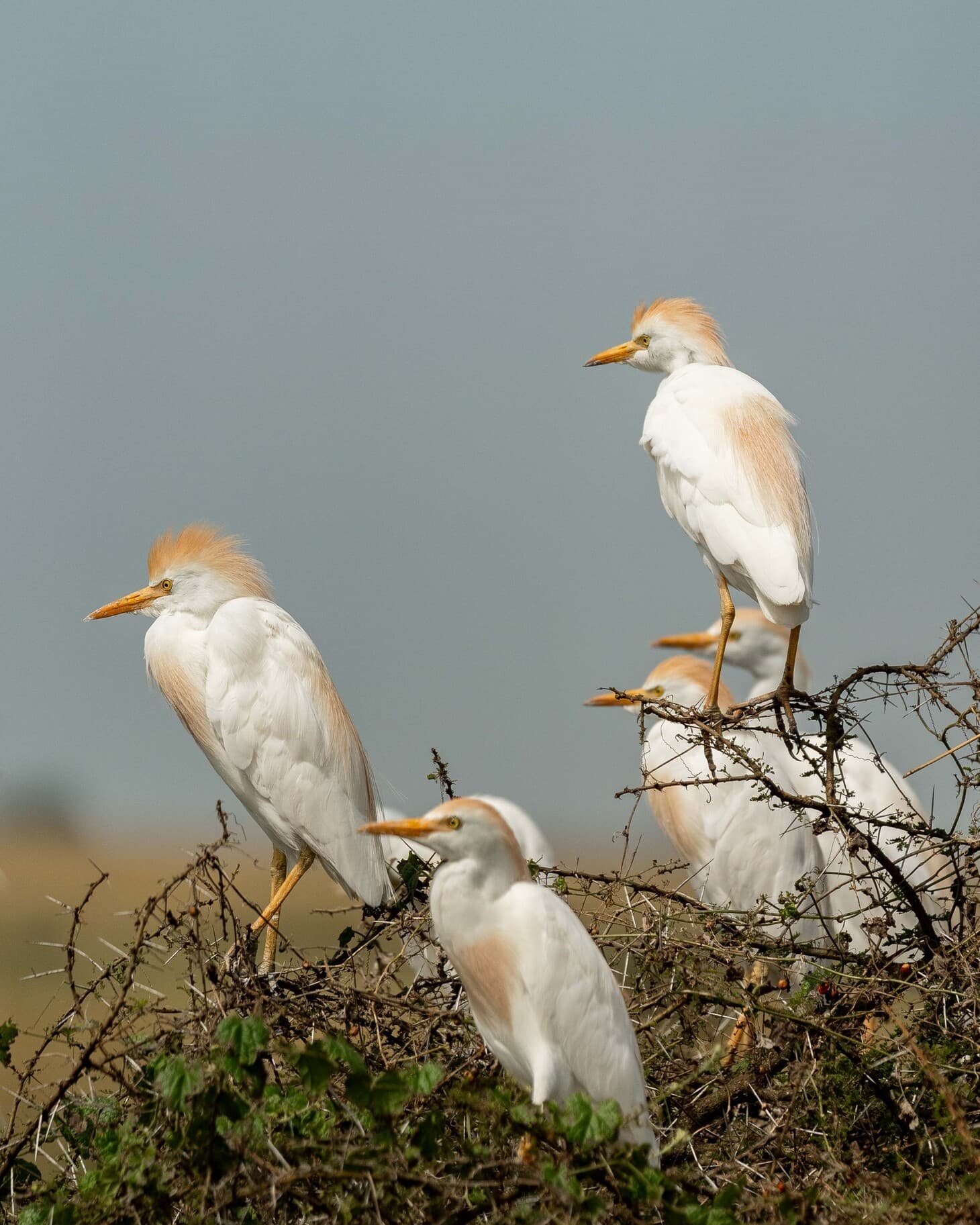 Lake Manyara National Park