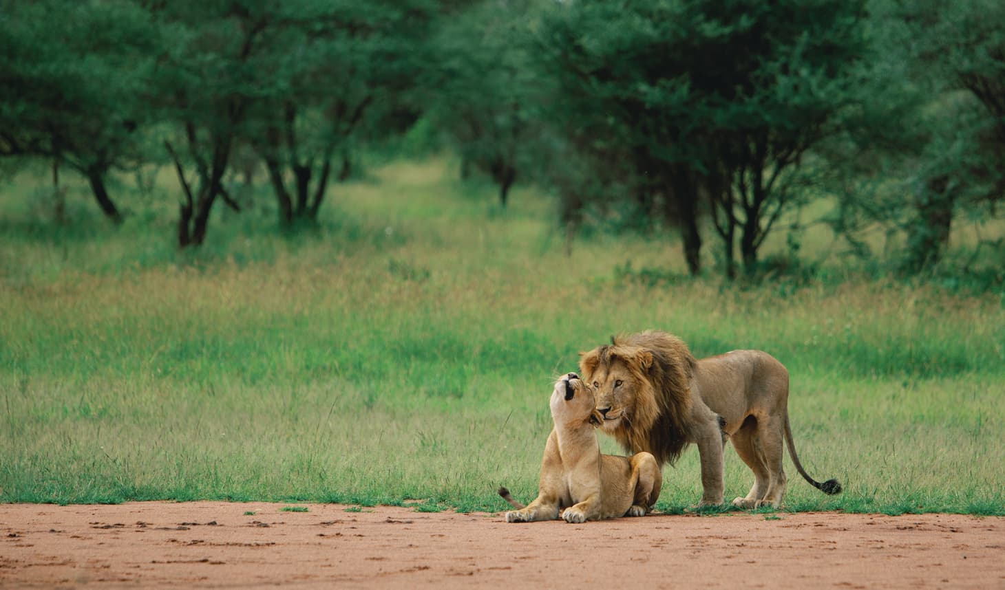 Cinematic Tanzania landscape