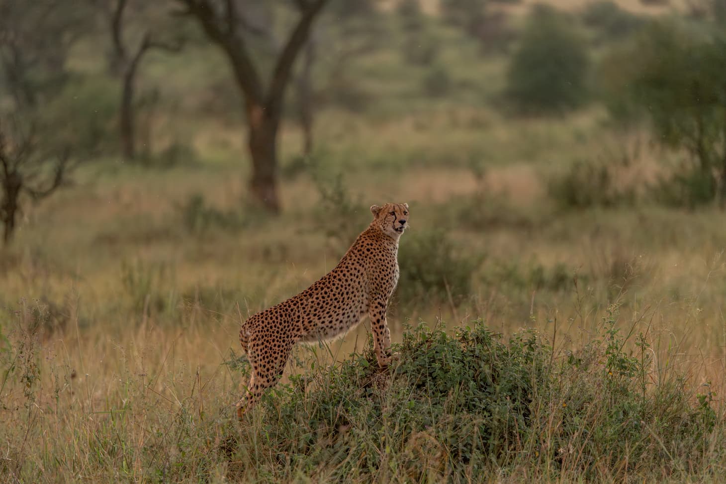 Serengeti National Park