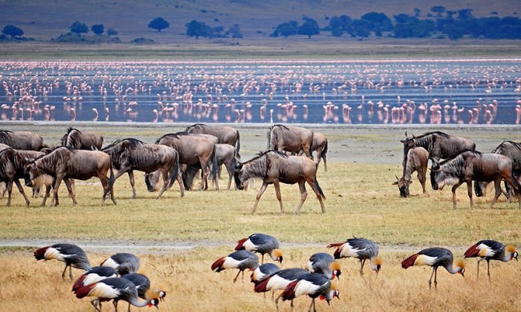 ngorongoro-900x600-feat-Wildebeest-flamingos-26289422-750x450