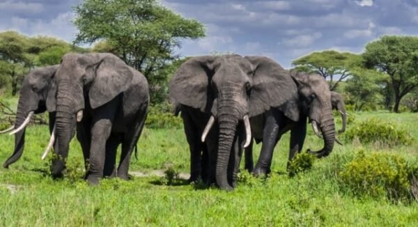 8-Day Mid-Range Serengeti Wildebeests Migration