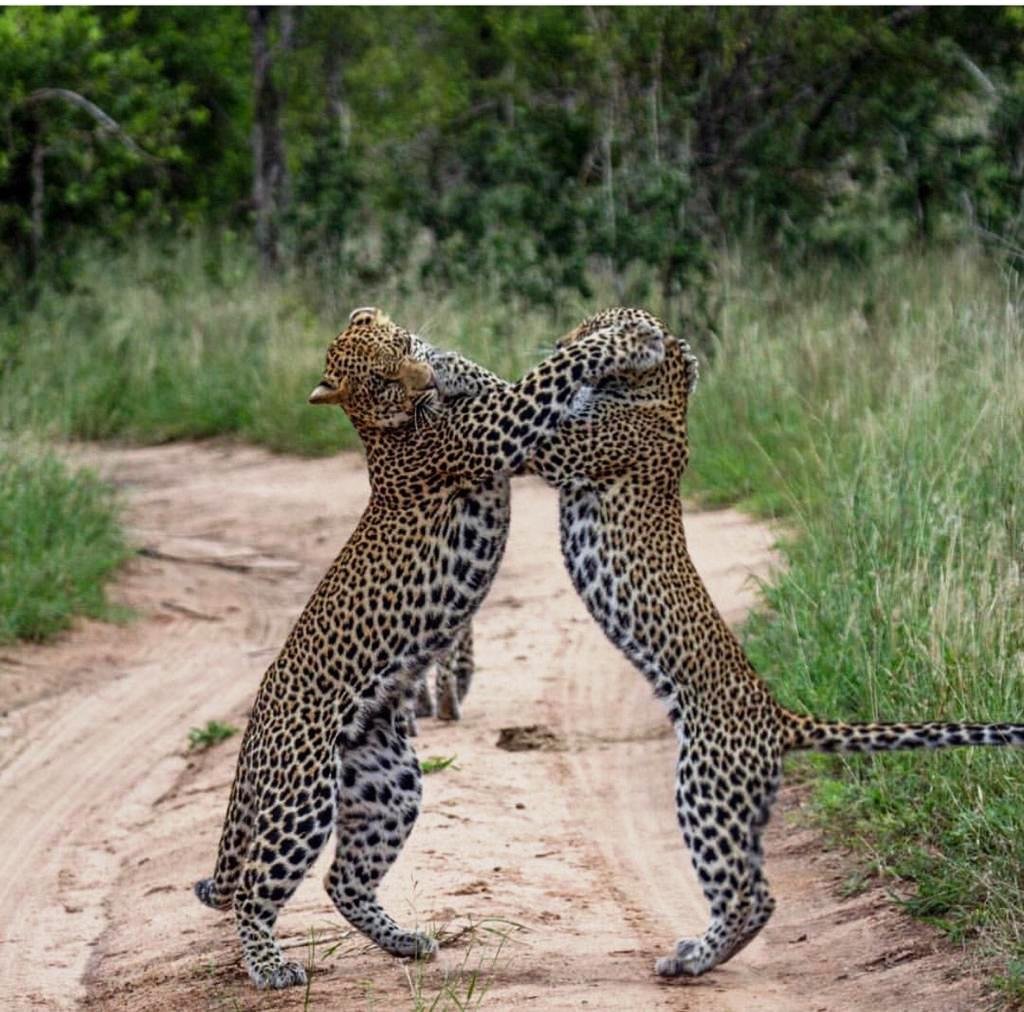 Leopards-in-Mikumi-National-Park-22d-