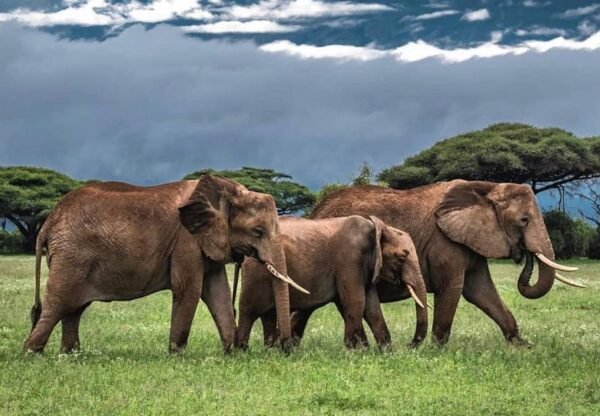 5-Day Luxury Safari to Manyara, Serengeti and Ngorongoro