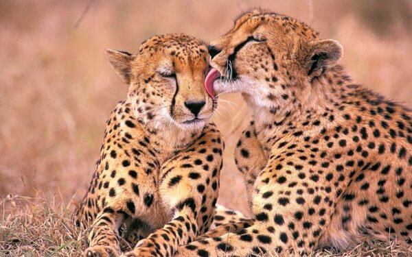 10 DAYS SERENGETI SAFARI AND ZANZIBAR PARADISE