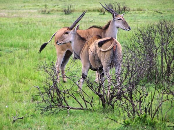 3-Day from Zanzibar to Selous national park